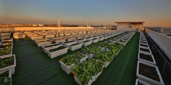 A company in Shanghai planted 600 POTS of vegetables on the roof of its factory building and paid employees 50 jin per day as benefits